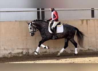 PRE, Stallion, 4 years, 16 hh, Gray-Dapple