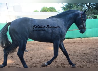 PRE, Stallion, 4 years, 16 hh, Gray-Dapple