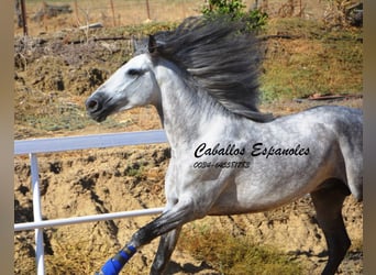 PRE, Stallion, 4 years, 16 hh, Gray-Dapple