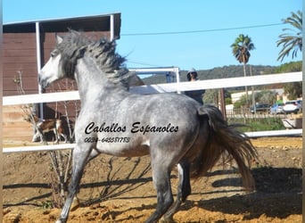 PRE, Stallion, 4 years, 16 hh, Gray-Dapple