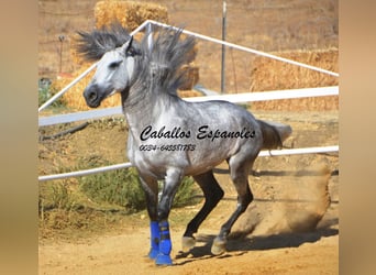 PRE, Stallion, 4 years, 16 hh, Gray-Dapple