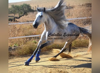 PRE, Stallion, 4 years, 16 hh, Gray-Dapple