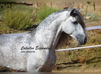 PRE, Stallion, 4 years, 16 hh, Gray-Dapple