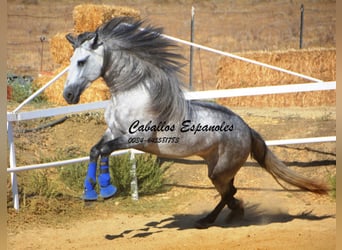 PRE, Stallion, 4 years, 16 hh, Gray-Dapple