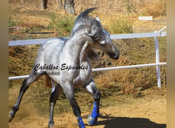 PRE, Stallion, 4 years, 16 hh, Gray-Dapple