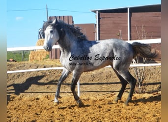 PRE, Stallion, 4 years, 16 hh, Gray-Dapple