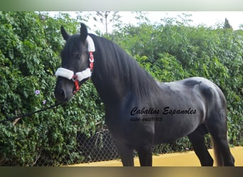 PRE, Stallion, 4 years, 16 hh, Gray-Dark-Tan