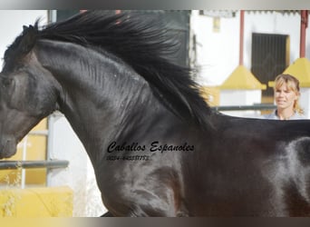 PRE, Stallion, 4 years, 16 hh, Gray-Dark-Tan