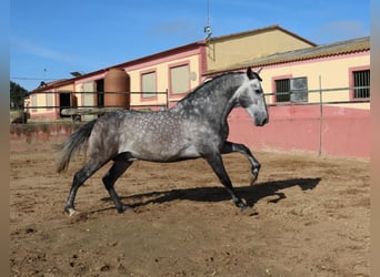 PRE Mix, Stallion, 4 years, 16 hh, Gray