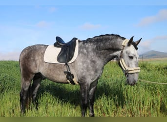 PRE Mix, Stallion, 4 years, 16 hh, Gray