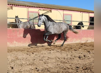 PRE Mix, Stallion, 4 years, 16 hh, Gray