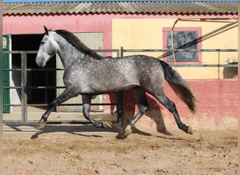 PRE Mix, Stallion, 4 years, 16 hh, Gray