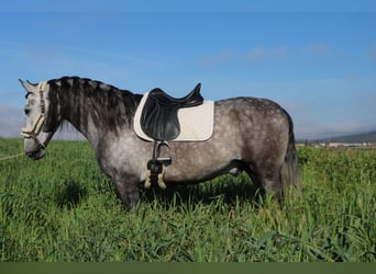 PRE Mix, Stallion, 4 years, 16 hh, Gray