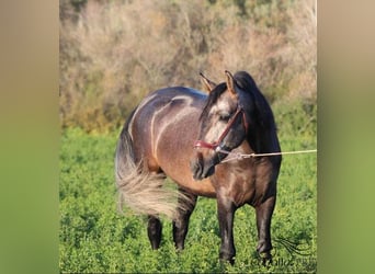 PRE, Stallion, 4 years, 16 hh, Gray