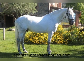 PRE, Stallion, 4 years, 16 hh, Gray