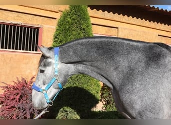 PRE Mix, Stallion, 4 years, 16 hh, Gray