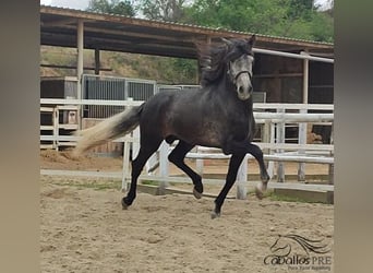 PRE Mix, Stallion, 4 years, 16 hh, Gray