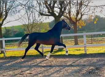 PRE Mix, Stallion, 4 years, 16 hh, Gray