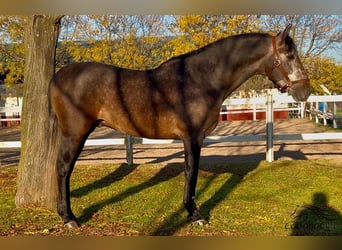 PRE Mix, Stallion, 4 years, 16 hh, Gray