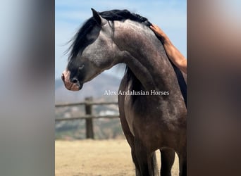PRE Mix, Stallion, 4 years, 16 hh, Grey-Dapple