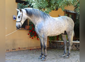 PRE, Stallion, 4 years, 16 hh, Grey-Dapple