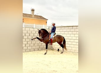 PRE, Stallion, 4 years, 16 hh, Grey-Dark-Tan