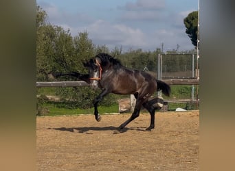 PRE Mix, Stallion, 4 years, 16 hh, Grey-Dark-Tan