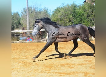 PRE Mix, Stallion, 4 years, 16 hh, Grey-Dark-Tan