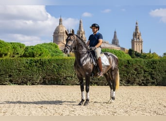 PRE, Stallion, 4 years, 16 hh, Grey