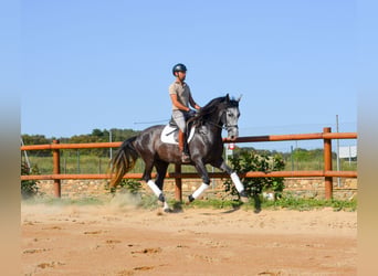 PRE Mix, Stallion, 4 years, 16 hh, Grey