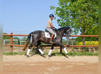 PRE Mix, Stallion, 4 years, 16 hh, Grey