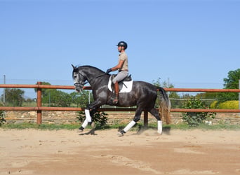 PRE Mix, Stallion, 4 years, 16 hh, Grey