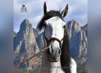 PRE Mix, Stallion, 4 years, 16 hh, Grey