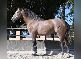 PRE Mix, Stallion, 4 years, 16 hh, Grey-Red-Tan