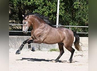 PRE Mix, Stallion, 4 years, 16 hh, Grey-Red-Tan