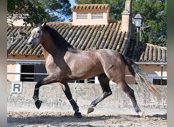 PRE Mix, Stallion, 4 years, 16 hh, Grey-Red-Tan