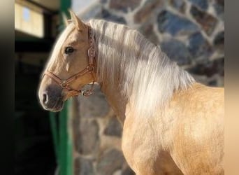 PRE Mix, Stallion, 4 years, 16 hh, Overo-all-colors