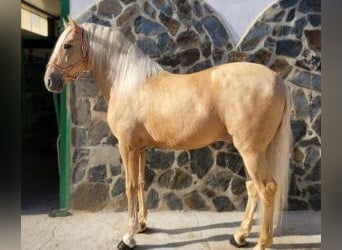 PRE Mix, Stallion, 4 years, 16 hh, Overo-all-colors