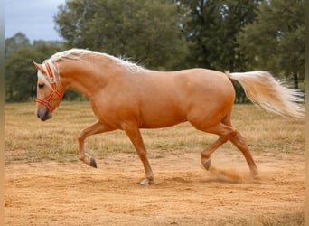 PRE Mix, Stallion, 4 years, 16 hh, Palomino