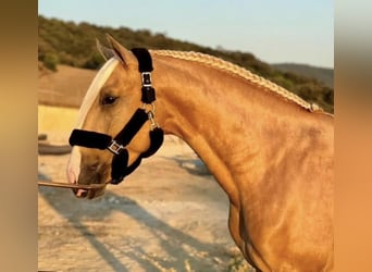 PRE Mix, Stallion, 4 years, 16 hh, Palomino
