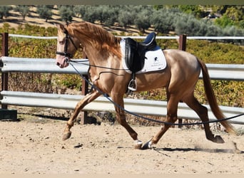 PRE Mix, Stallion, 4 years, 16 hh, Pearl