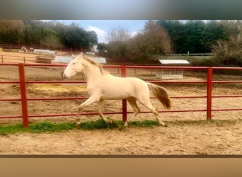 PRE, Stallion, 4 years, 16 hh, Perlino