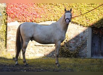 PRE, Stallion, 4 years, 16 hh, Perlino