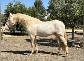 PRE, Hengst, 4 Jahre, 16 hh, Perlino