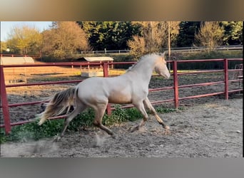 PRE, Stallion, 4 years, 16 hh, Perlino