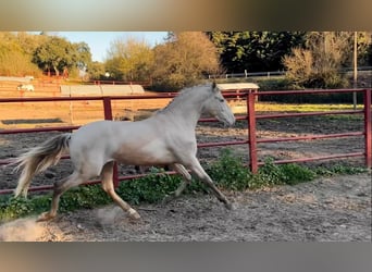 PRE, Stallion, 4 years, 16 hh, Perlino
