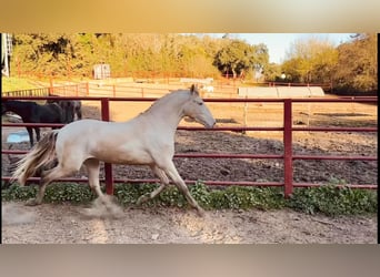 PRE, Stallion, 4 years, 16 hh, Perlino