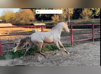 PRE, Stallion, 4 years, 16 hh, Perlino