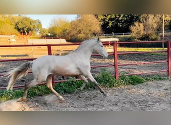 PRE, Stallion, 4 years, 16 hh, Perlino