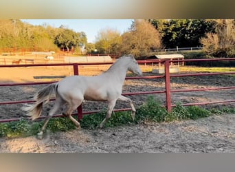 PRE, Stallion, 4 years, 16 hh, Perlino